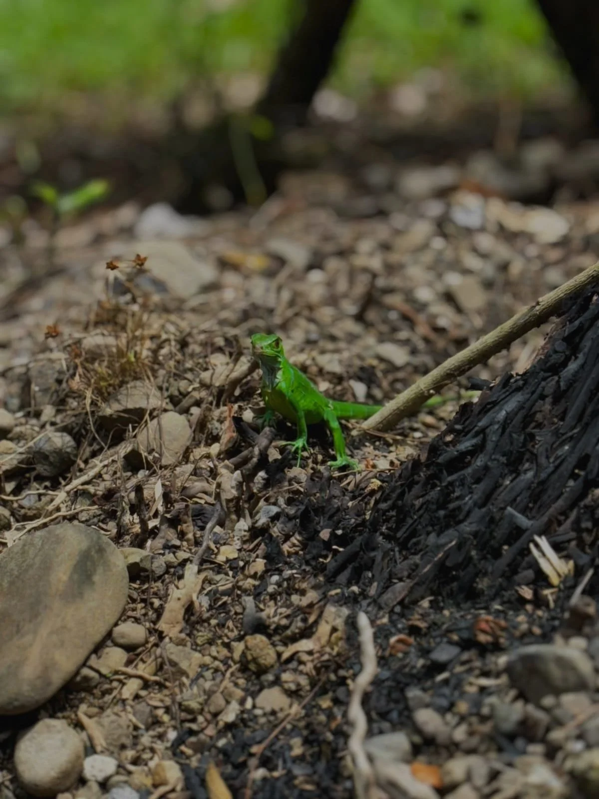 Photo by Nina Dormond