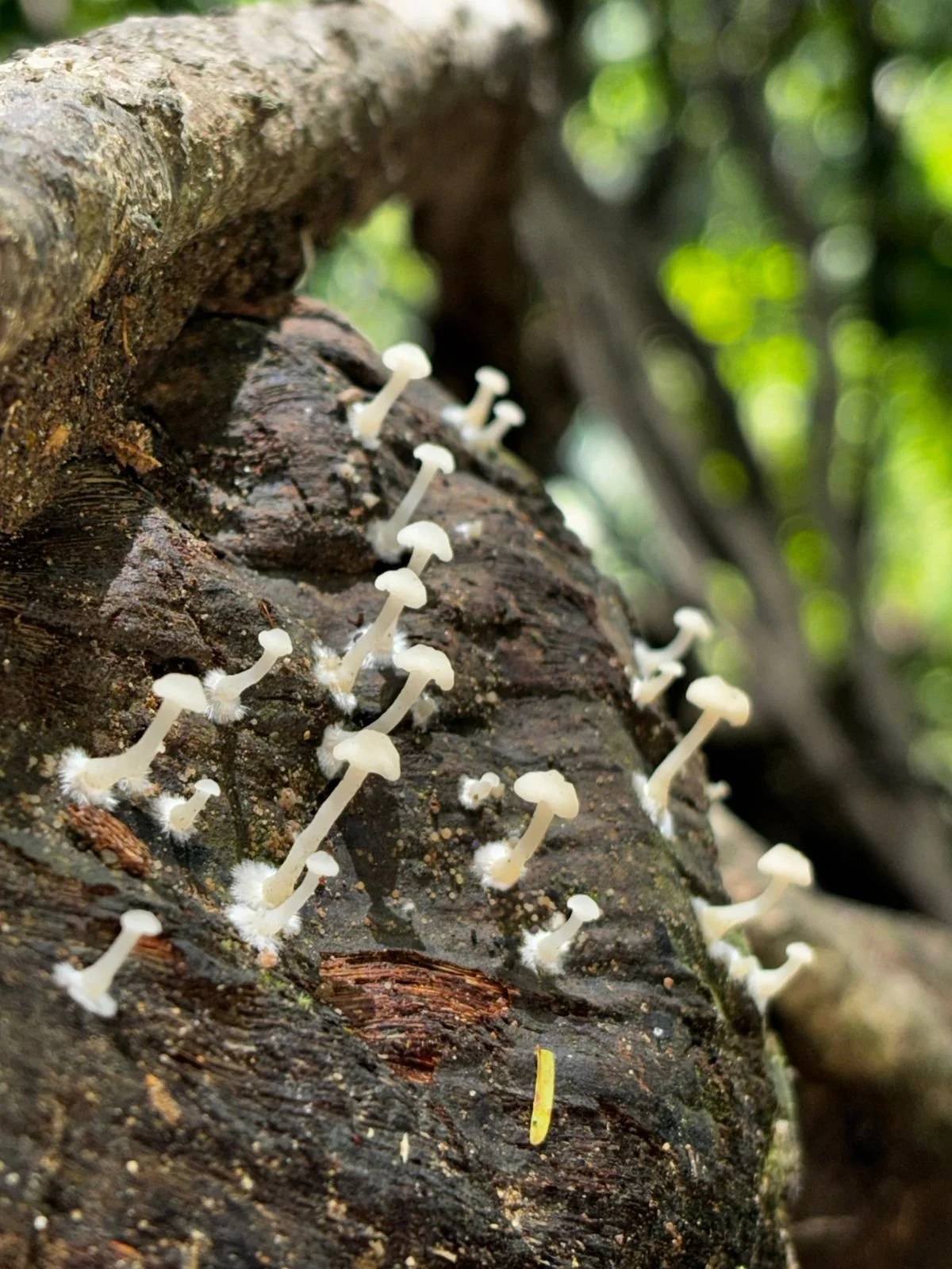 Photo by Nina Dormond