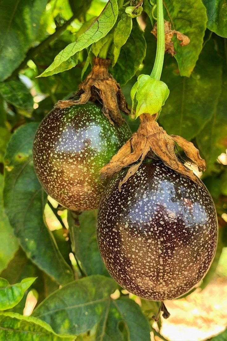 Aguacero