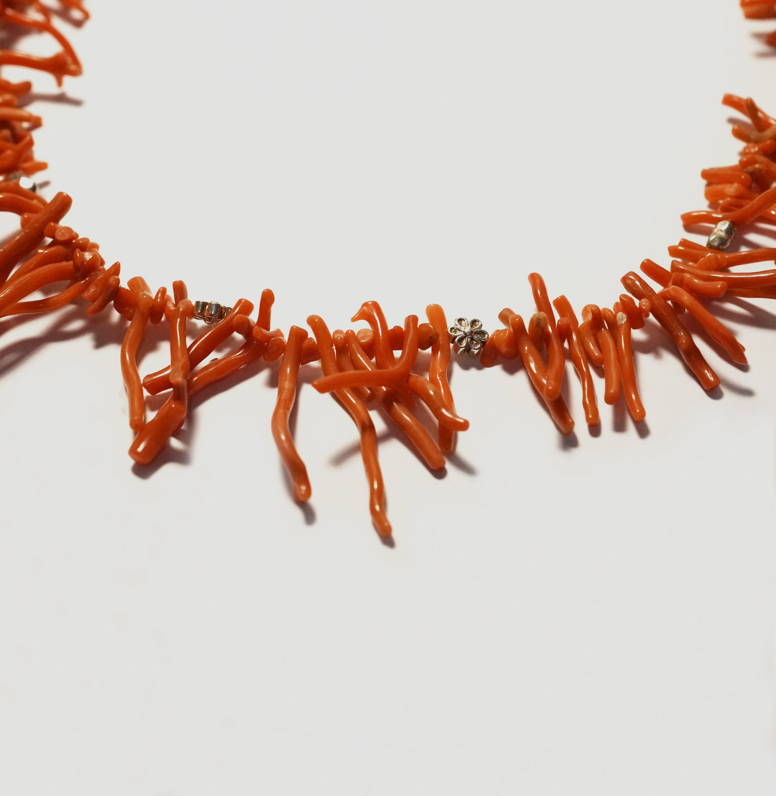 wild-coral2.jpg