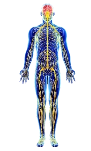 An illustration of the human nervous system showing the brain, spinal cord, and network of nerves in the body.