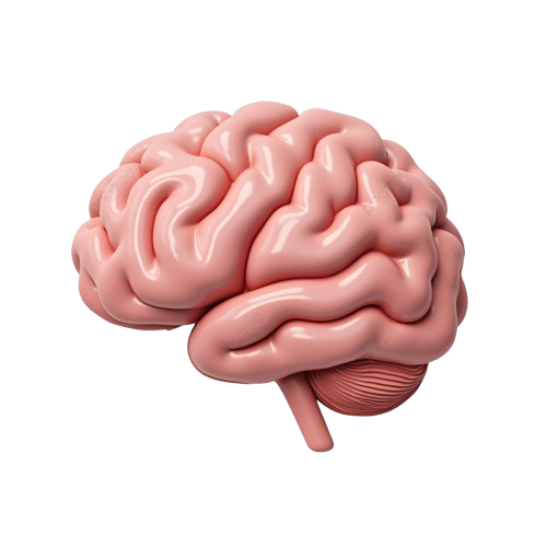 A 3D model of a human brain showing the cerebrum, cerebellum, and brainstem.
