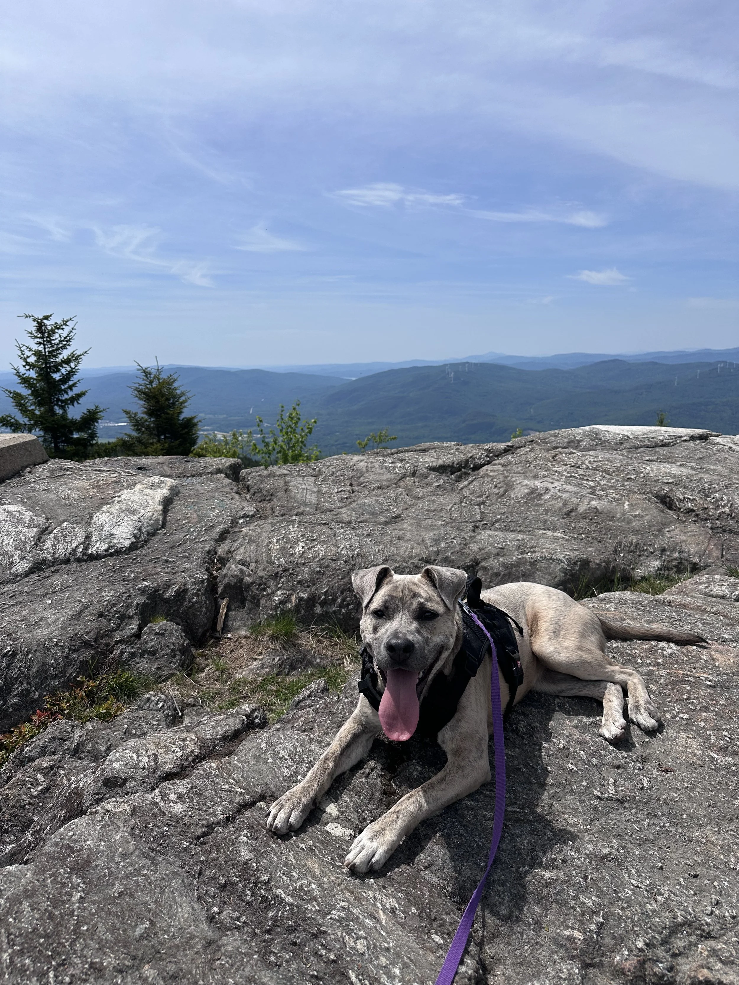 Stinson Mountain in Rumney NH. Great hike for the family and your dog too.