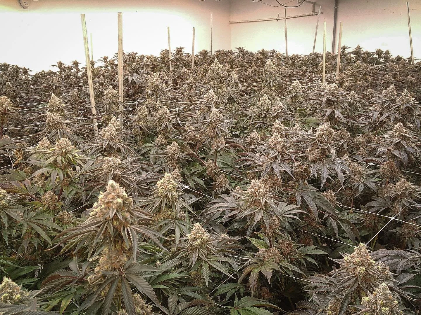 π₯ No Trim, ALL FLOWER! π₯ No Gimmicks, ALL GAS! Do you want to collab, or get product updates or event announcements, TAP IN! π²
Nothing For Sale.