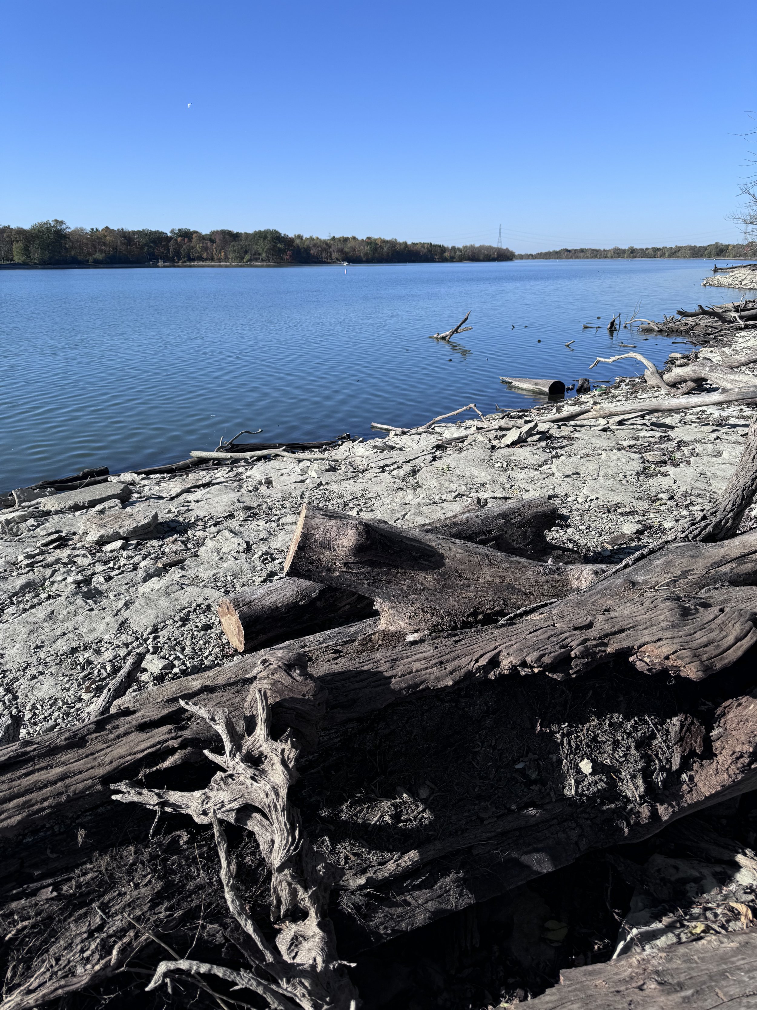 A lakeside scene with a rocky shoreline, driftwood, and calm blue water under a clear sky.