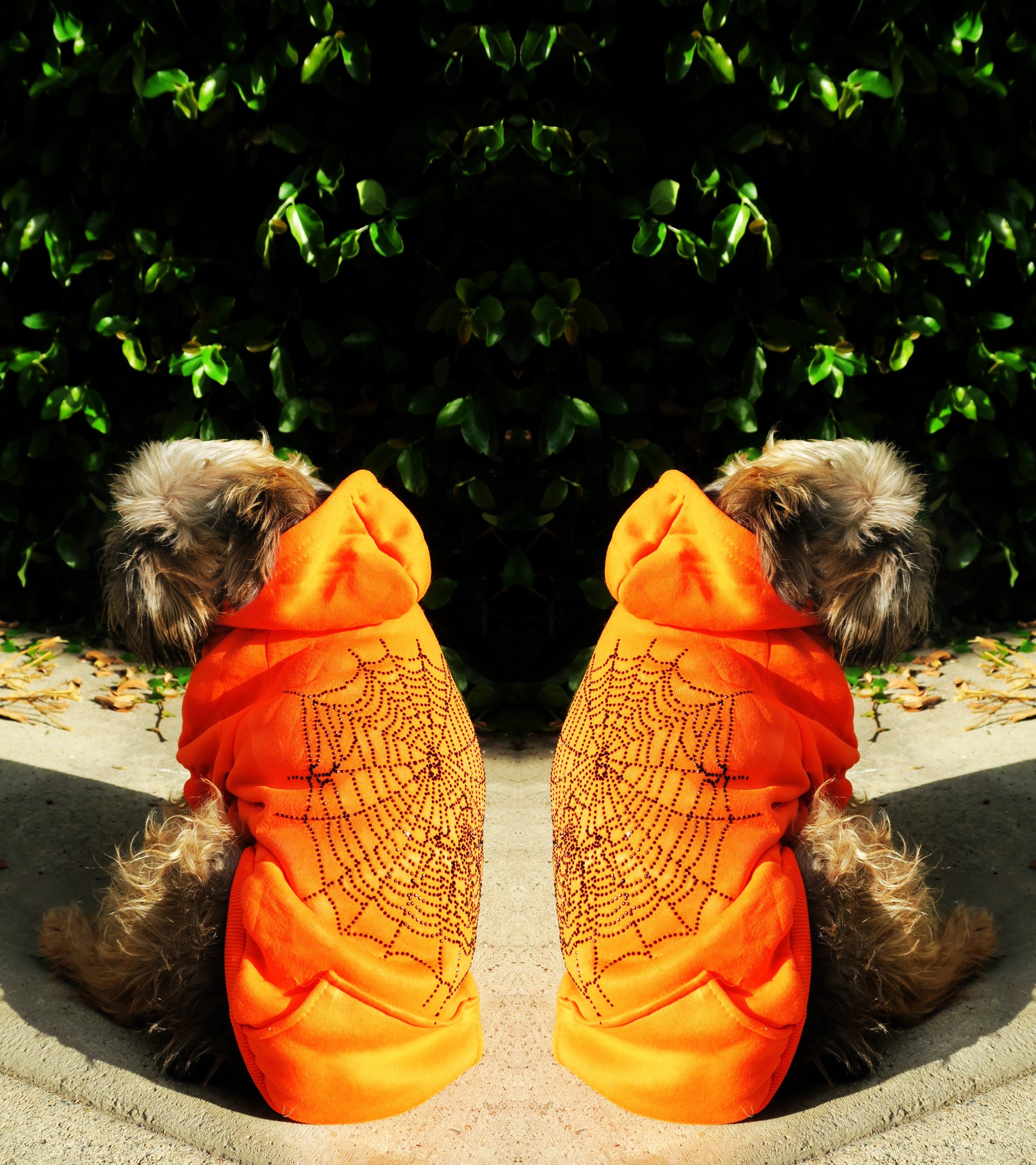 https://i.etsystatic.com/44222491/r/il/3d8462/5322735161/il_fullxfull.5322735161_drag.jpg