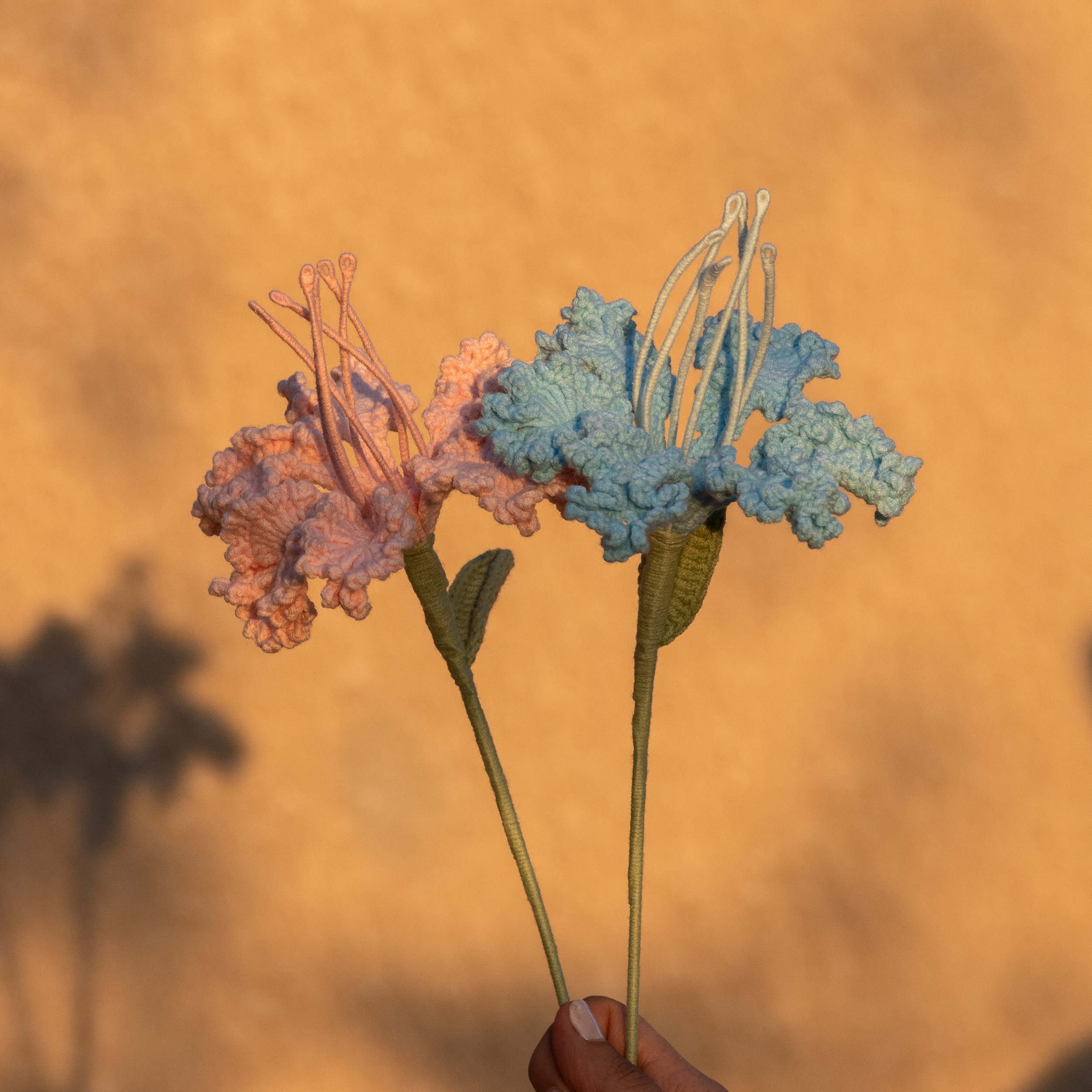 Crape Myrtle