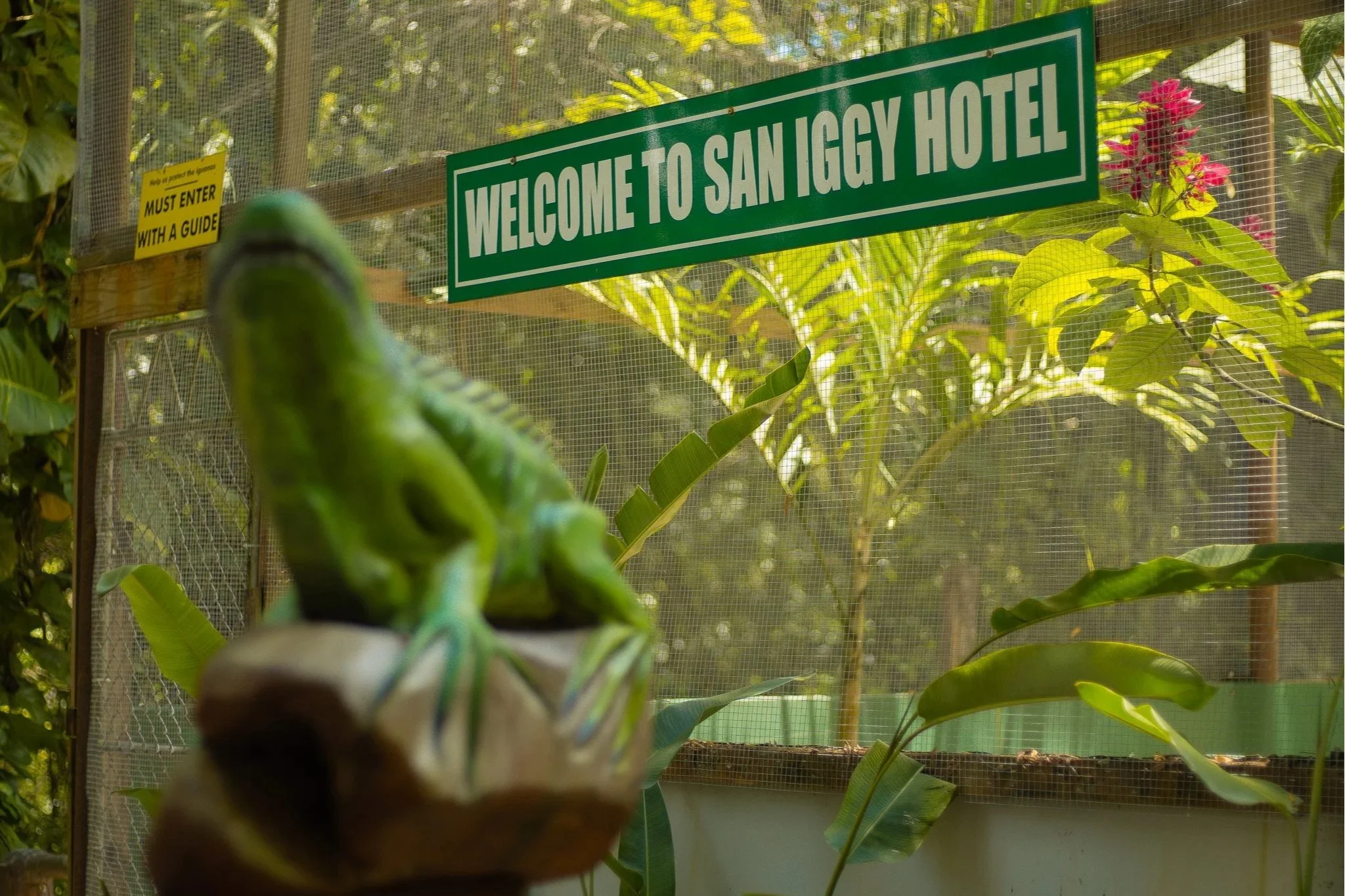 The Green Iguana Conservation Project: 