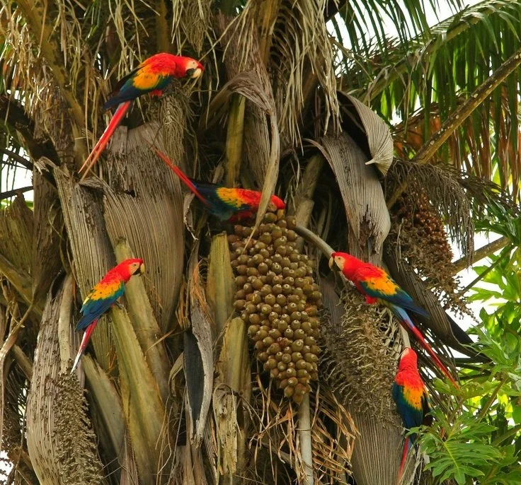 Belize Birdwatching: What You Can See Near Las Haciendas