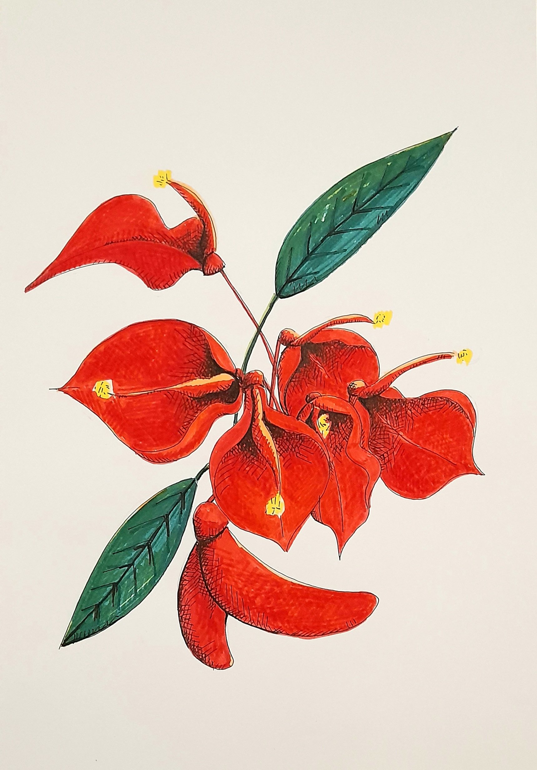 La Barra, 2022. 29,6 x 42 cm. Serie Terrarios. Título: Flor de Ceibo. Fibra sobre papel