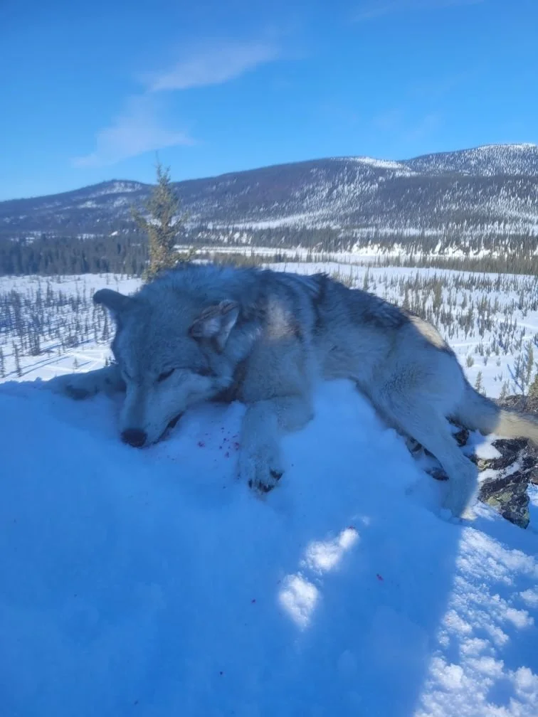 JOES CLIENTS WOLF.jpg