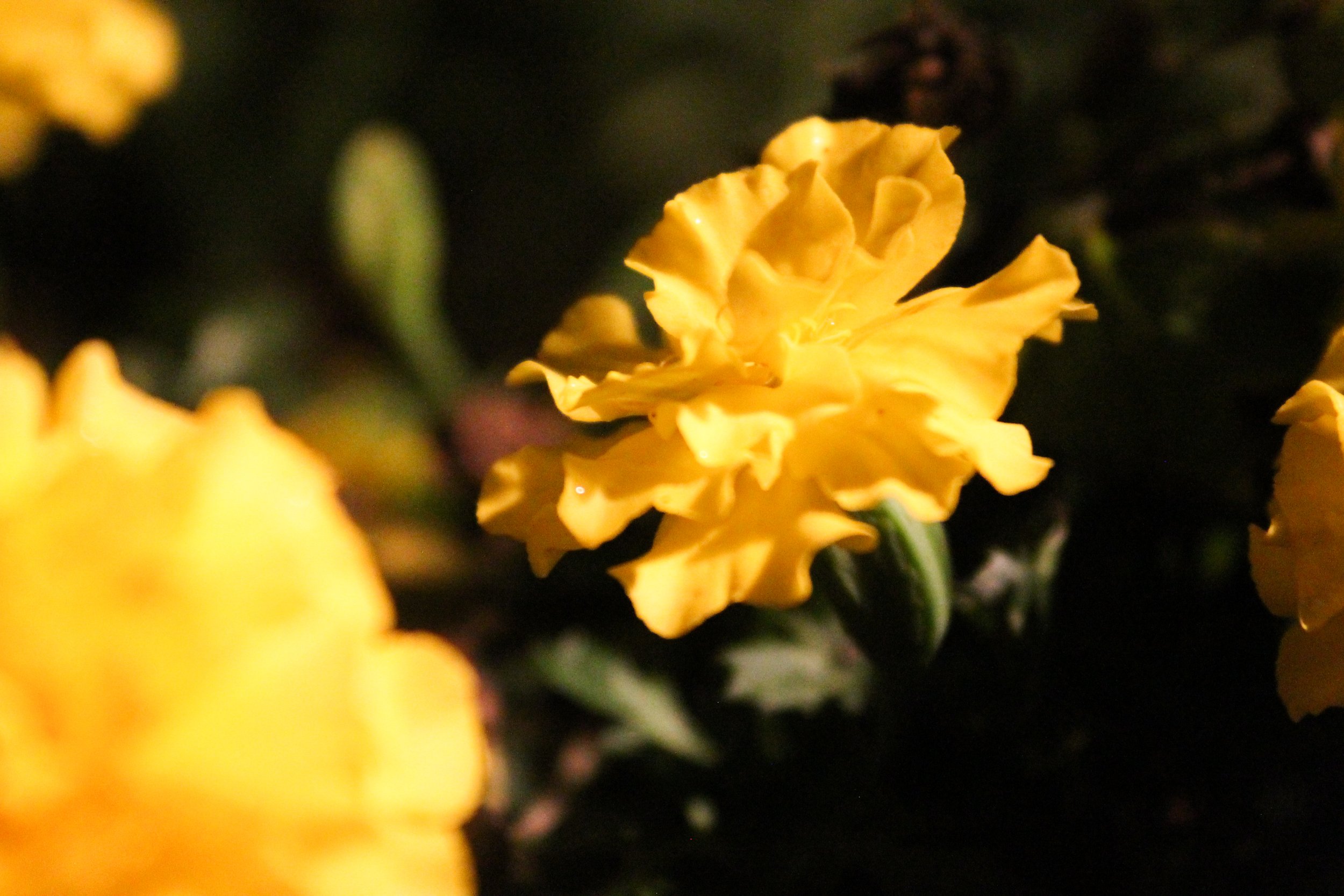 Close-up of yellow flowers, likely marigolds, with dark background, some petals wet or shiny.