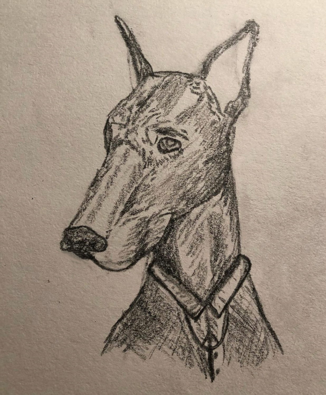 dober.png