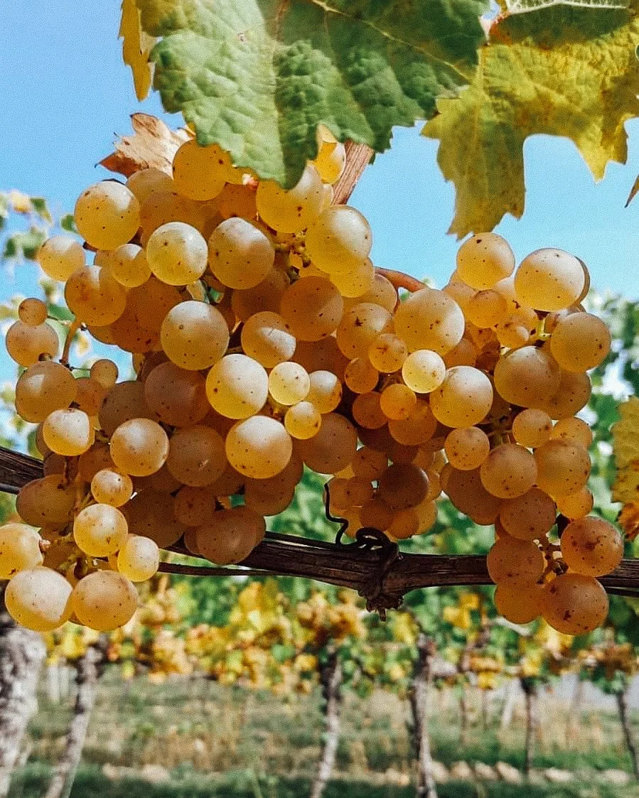 weinberg-reife-trauben-riesling.jpg