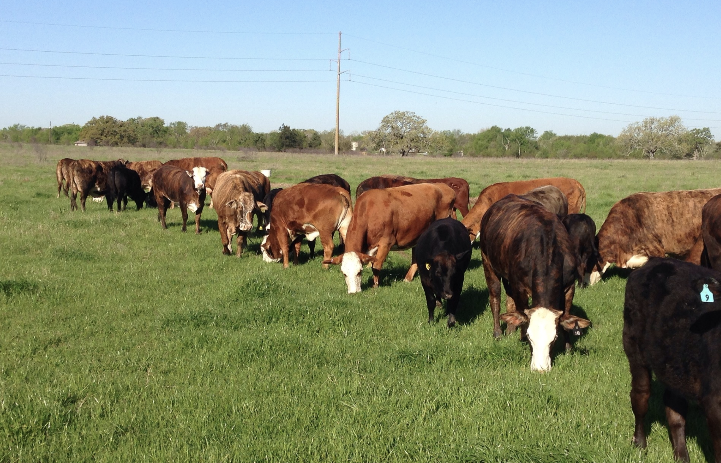 ELLIOTT RANCH BEEF