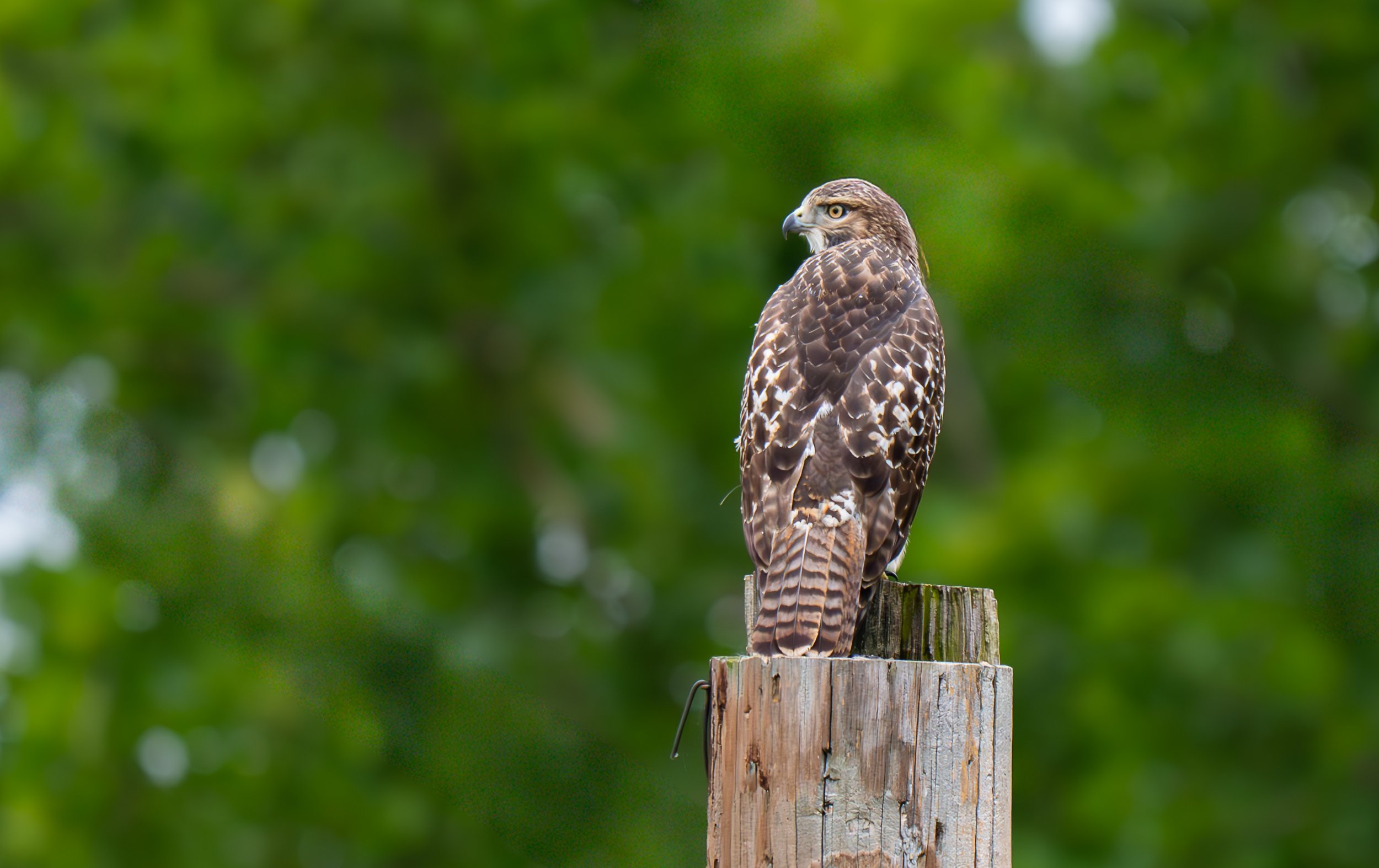 DSC_3232.jpg