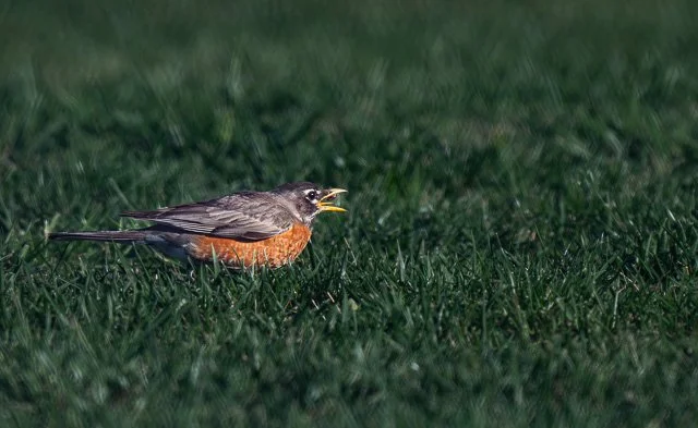 DSC_9911.jpg