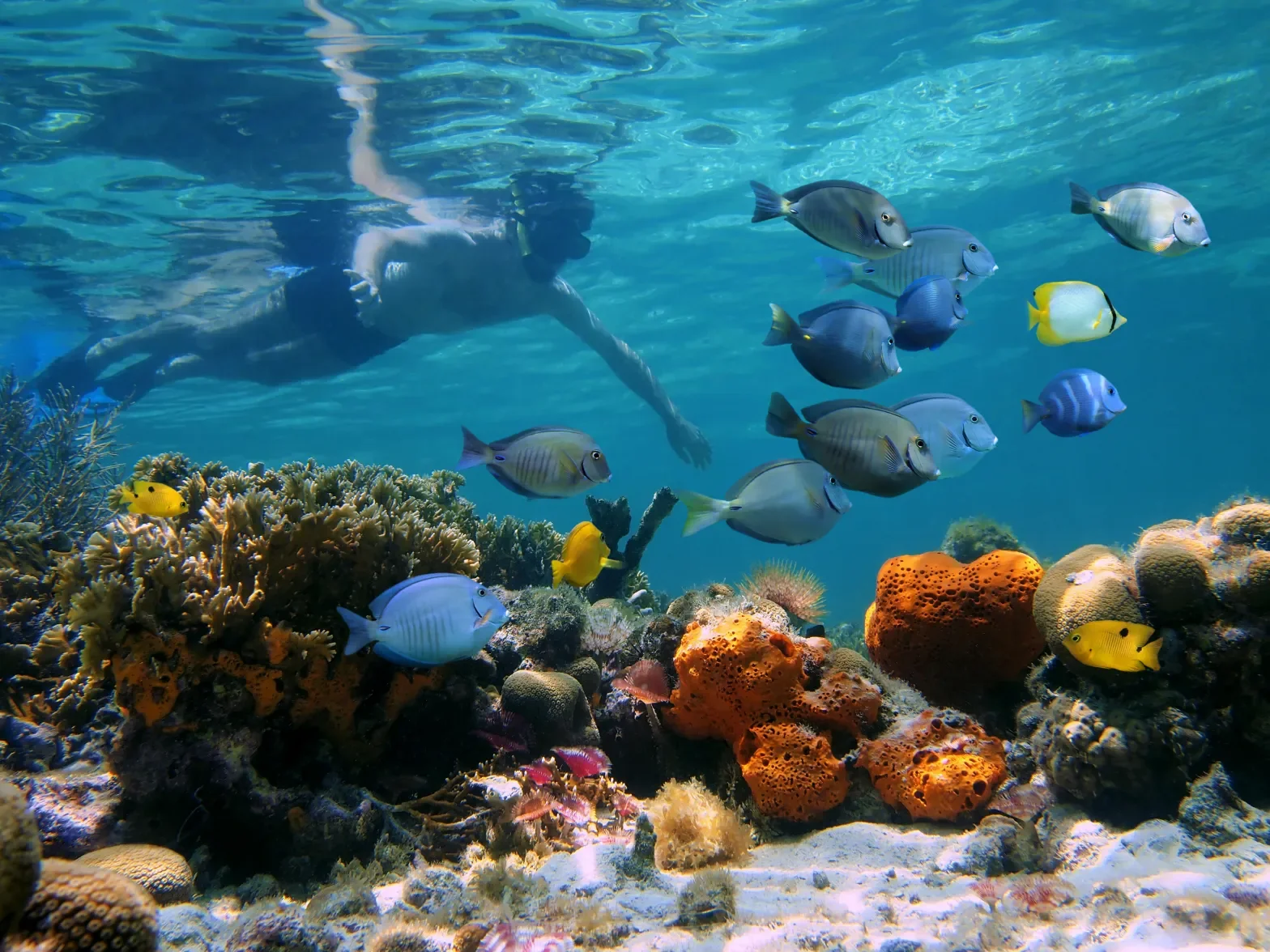 Snorkeling1.webp