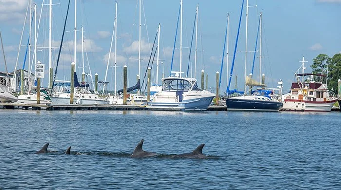 atlantic-bottlenose-dolphins.jpg