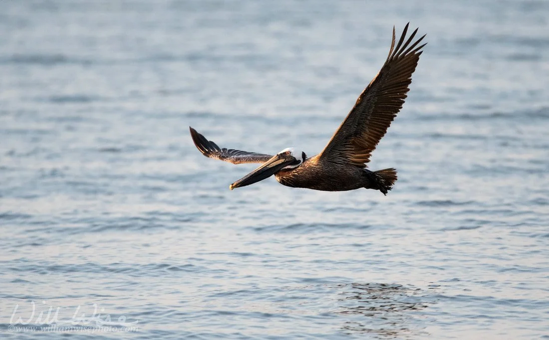 201905068ns-brownpelican_orig.jpg