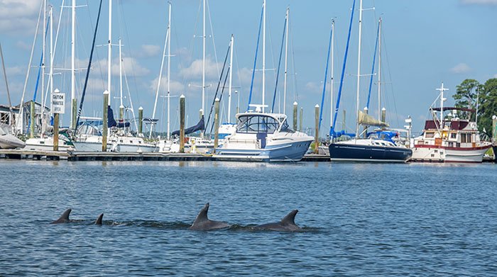 atlantic-bottlenose-dolphins.jpg