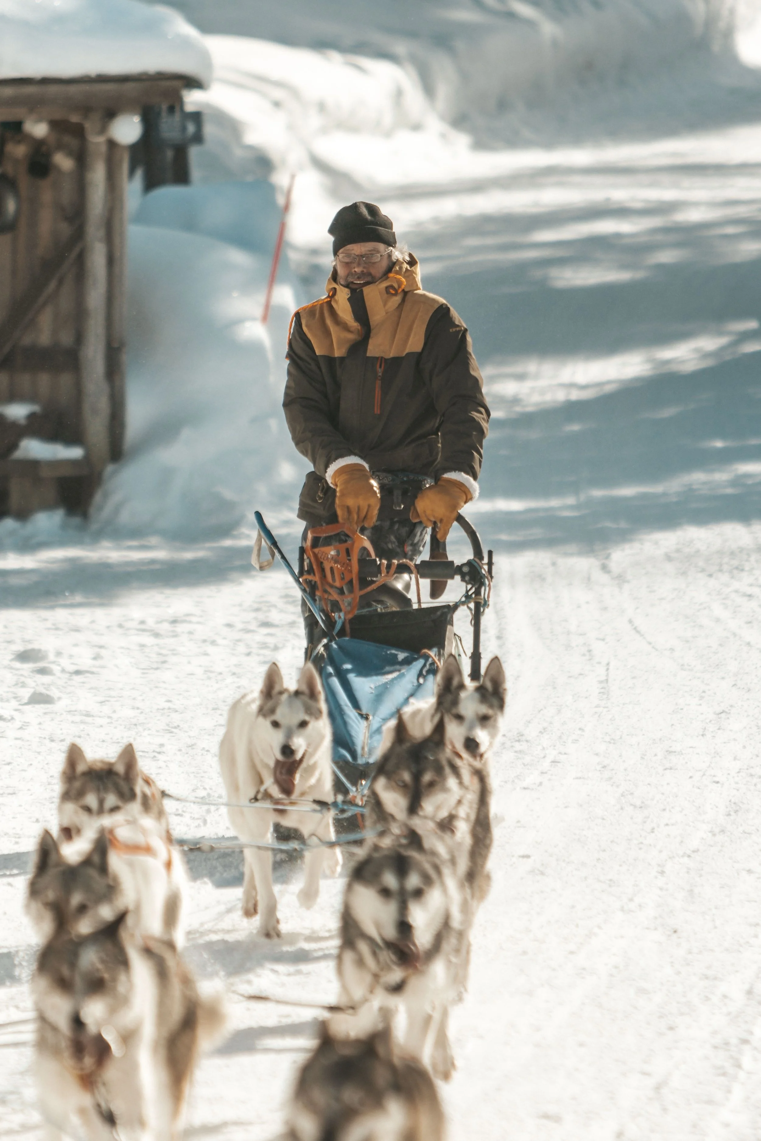 A person riding a dog sled team of huskies through snow, with a wooden shelter in the background.