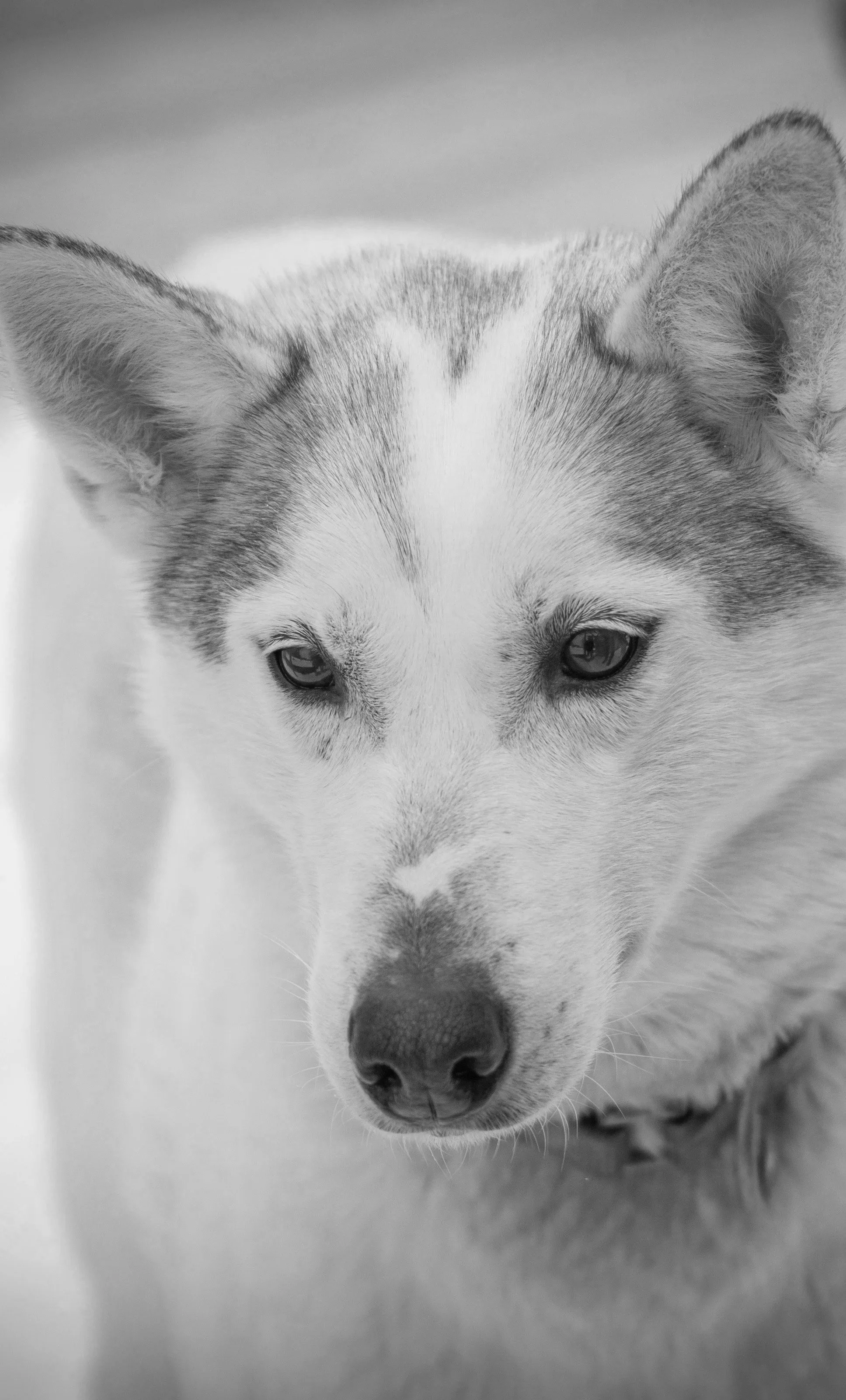Close-up of a Siberian Husky dog's face in black and white, showing its eyes, nose, and fur markings.