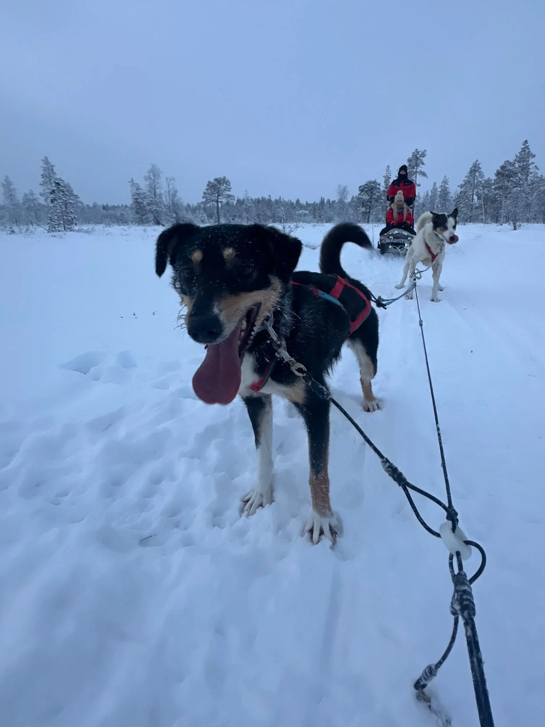 Two dogs pulling a sled in a snowy landscape with a person on the sled wearing a red jacket and black face covering, and trees in the background.