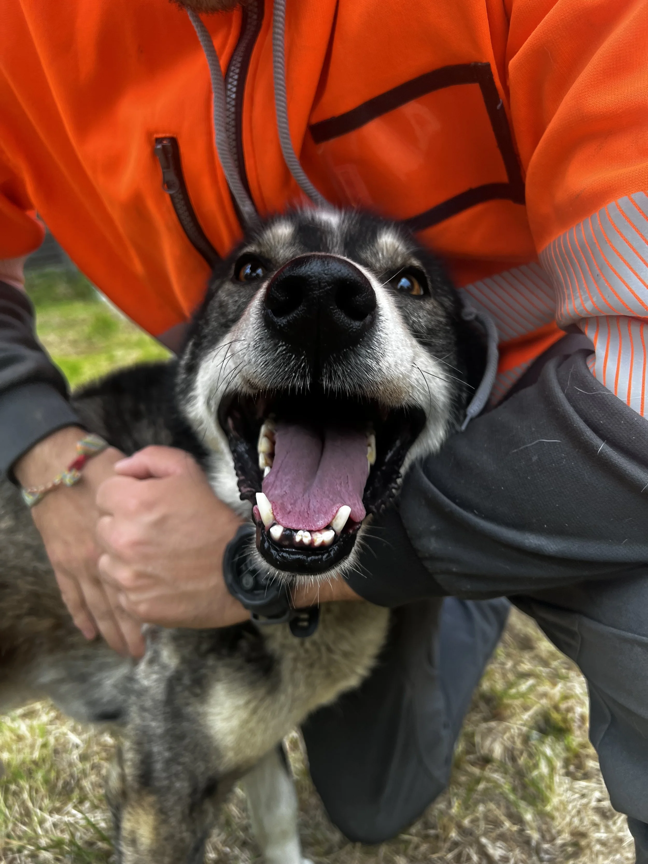 Close-up of a happy black and white husky dog with its mouth open, being held by a person wearing an orange jacket and black pants outdoors.