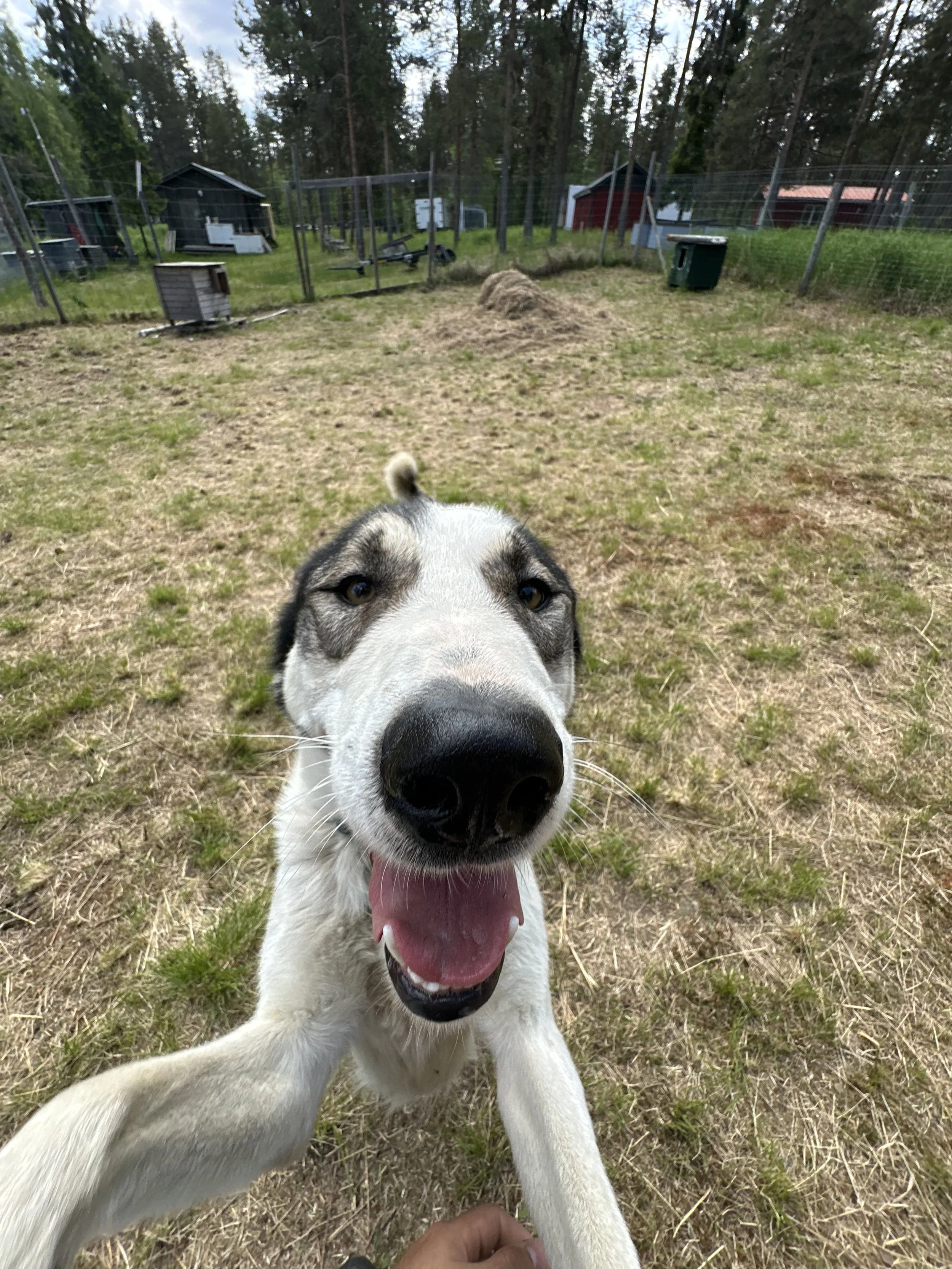 A young Husky dog with a black and white coat and blue eyes, lying on grass in a fenced yard, looking directly at the camera with an open mouth and tongue out.