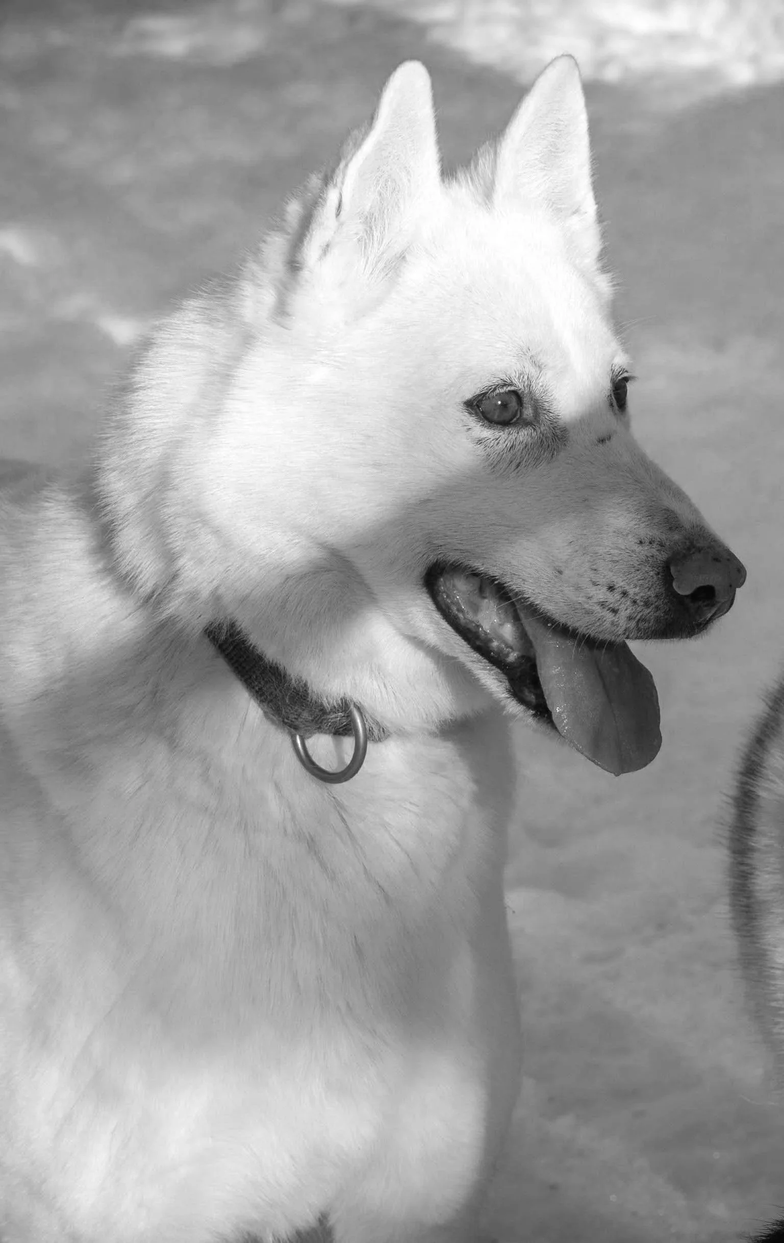 A close-up black and white photo of a Siberian Husky dog with its tongue out.
