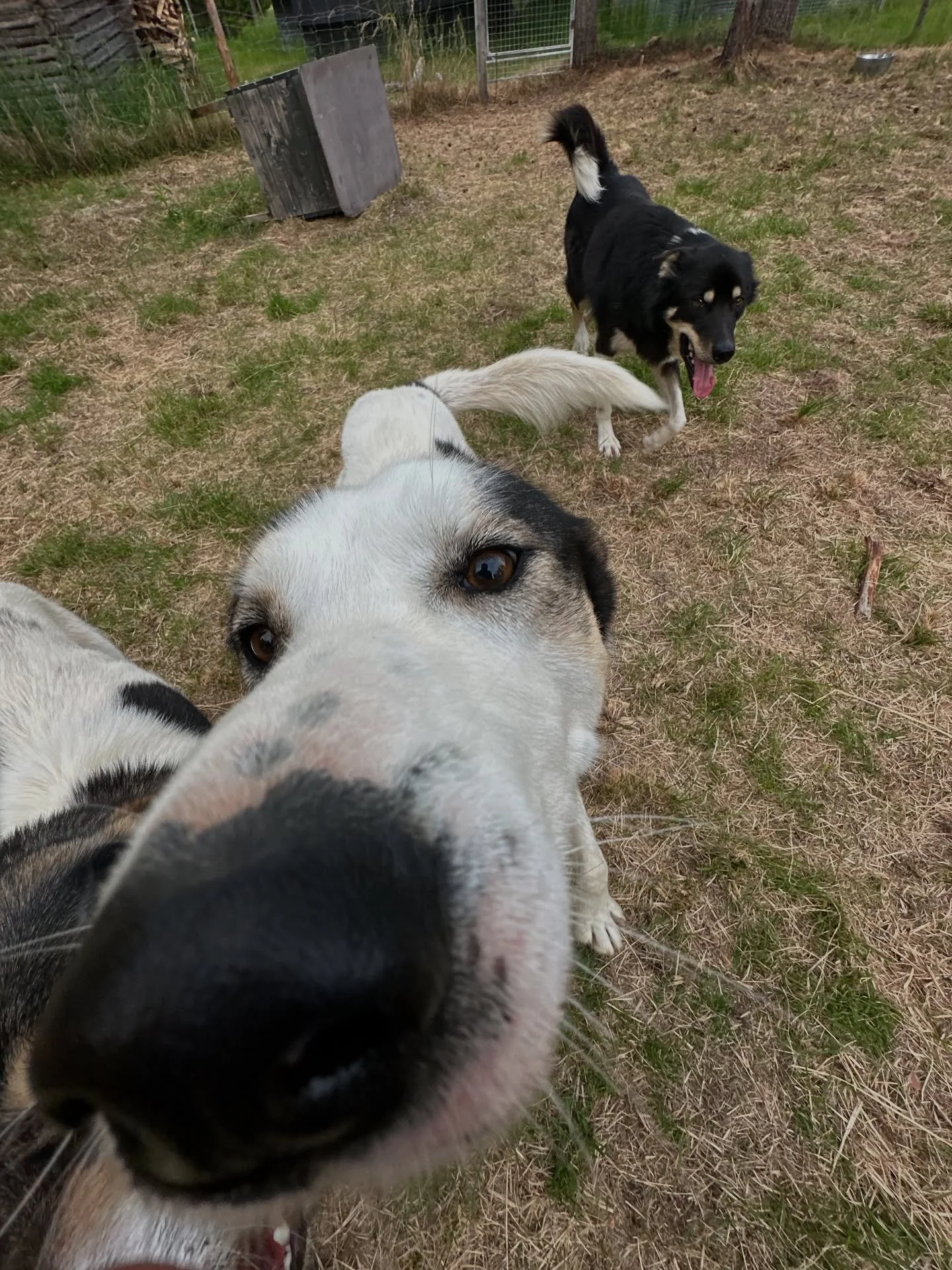 Ladies and gentlemen, this is Amigo! Older brother of Max and he is so sweet he will be one of the guests favorite! 🥰 Another good boy for the team! #husky #alaskanhusky #lapland #laplandfinland #summer #midnightsun #dogsofinstagram #goodboy