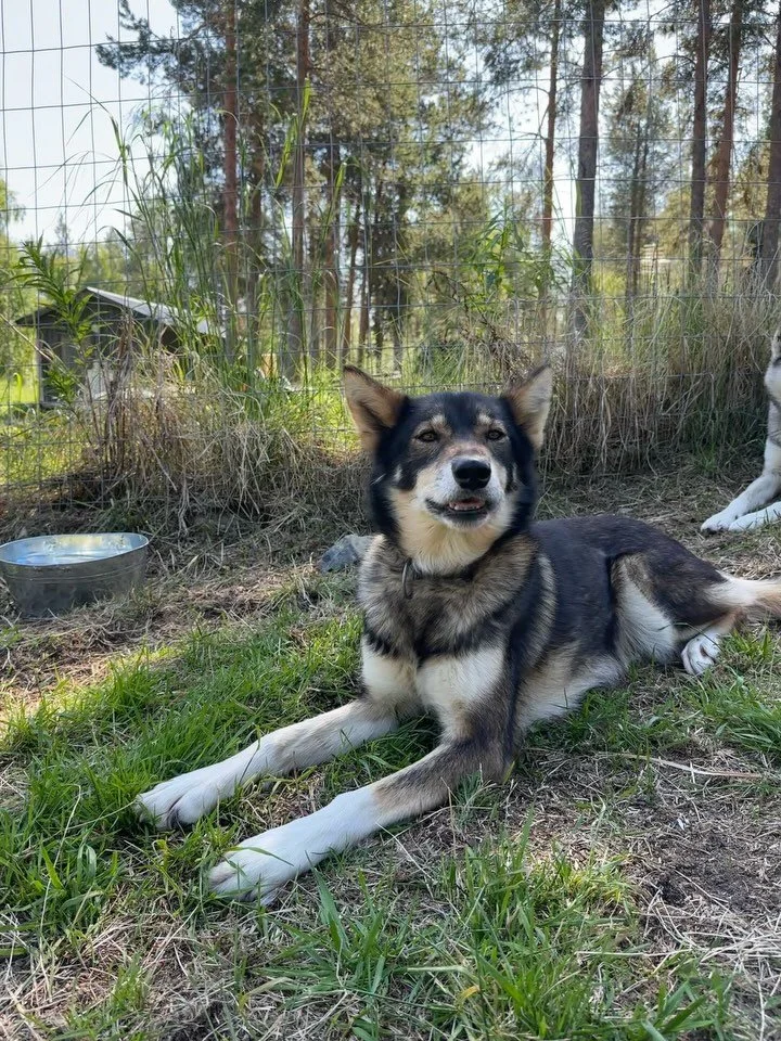 Now having +34°C in the kennel🥵 I present you one of my leaders! Darwin!🧡
She is shy but a bit by bit is approaching to me and becoming more excited everyday to come to the playground! I did try her on training run last time we had +10°C an