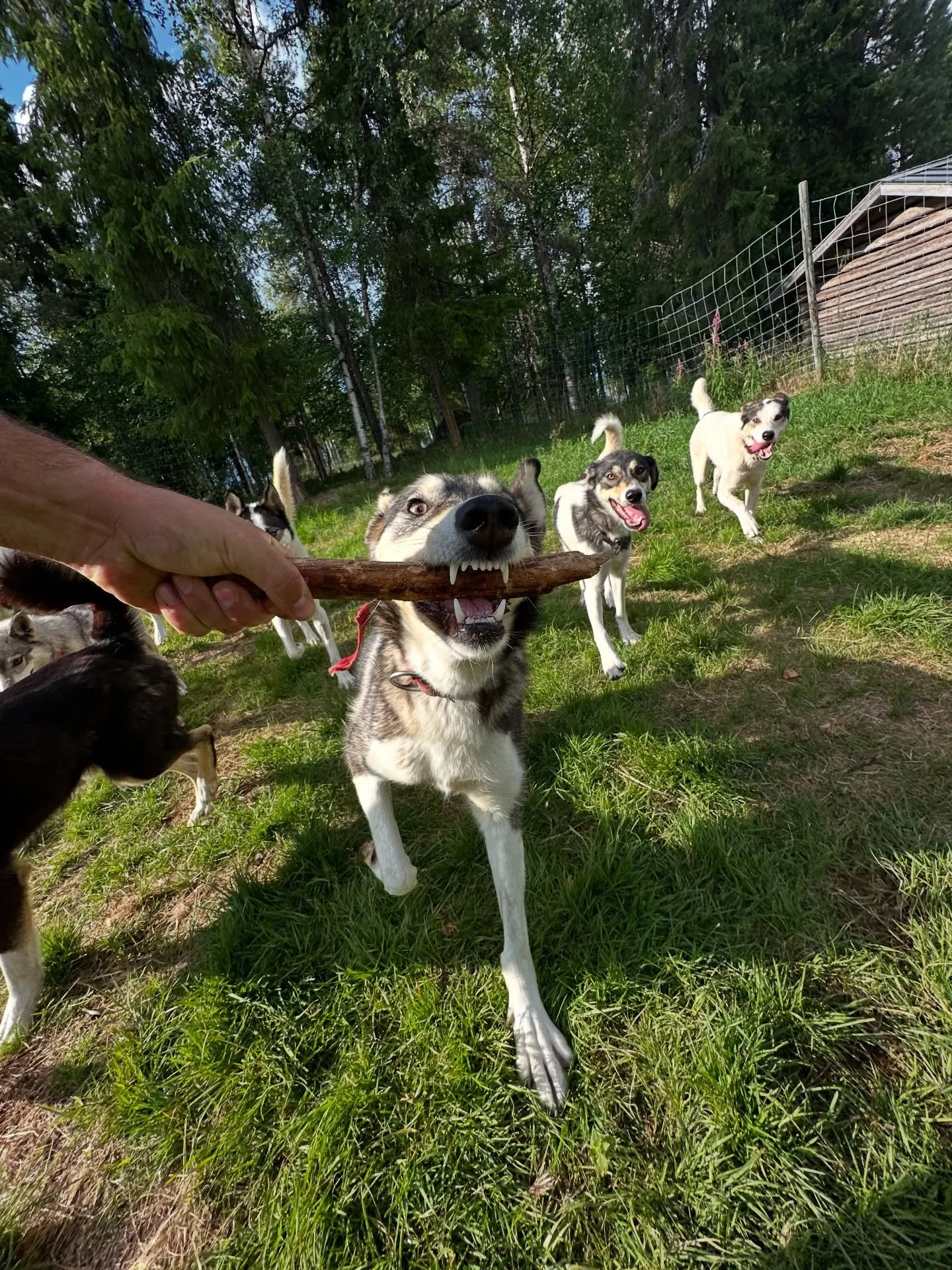 Blessed to have chosen this life and really happy for the choices of dogs I’ve done to start my team!🧡
From 5 great mushers I’ve managed to get 13 dogs over a month ago! Now they can be free and go to the playground without leash!
Actual