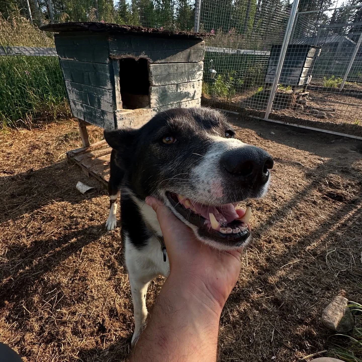 Tartok, 10, the shy dog that never wanted to come out of his home, now he has been running happily for a month in the playground and spending time with the team!🧡
He is the oldest but he has a lot of energy so he will be perfect to join some of our