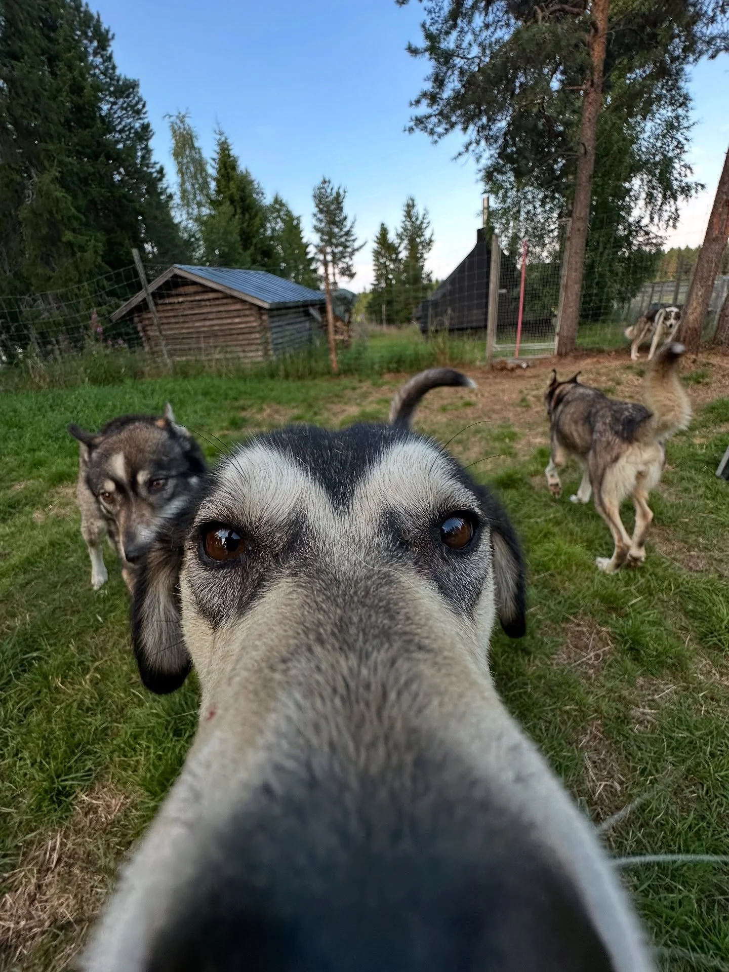 Boop of the day from Ami!🧡
I think someone is going to get many cuddles this winter!! #husky #alaskanhusky #levilapland #lapland #laplandfinland #summer #boopmynose #dogsofinstagram