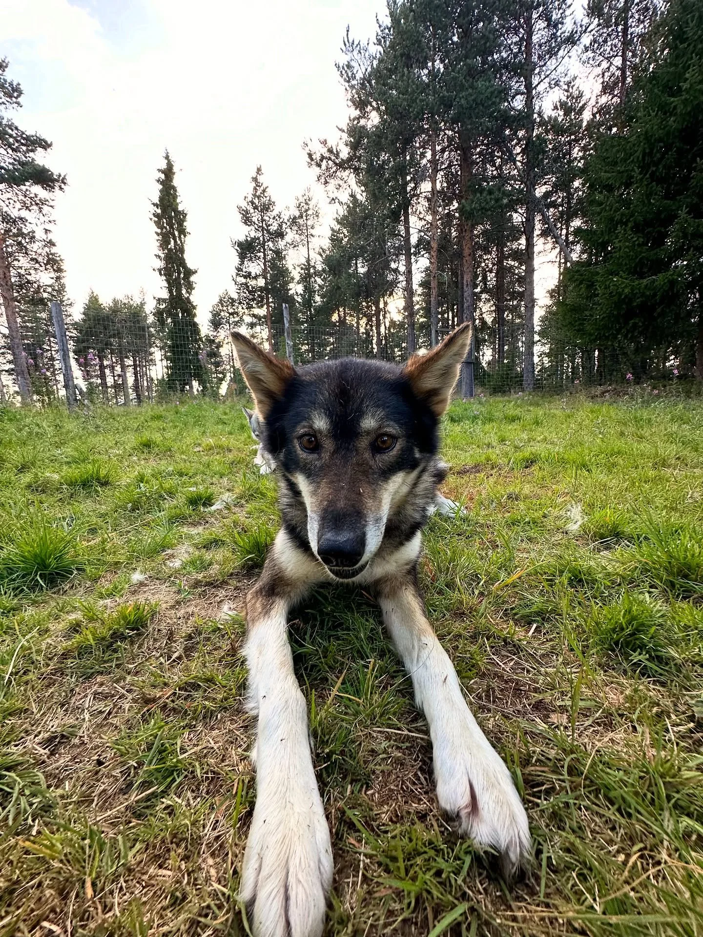 Happy doggies🥰🧡 Darwin, Champion, Amigo and Luna says hi🧡 #husky #alaskanhusky #finland #laplandfinland #levilapland #summer #happydog #dogsofinstagram