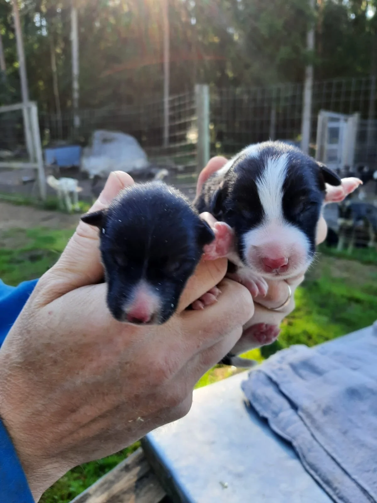 Look what we found couple days ago 🥰 looks like we will have 5 new team members from this winter season!🎊
All our guests that join our tour “Wingren’s Journey” will be lucky to meet them!
They are from Ronny’s litter and the
