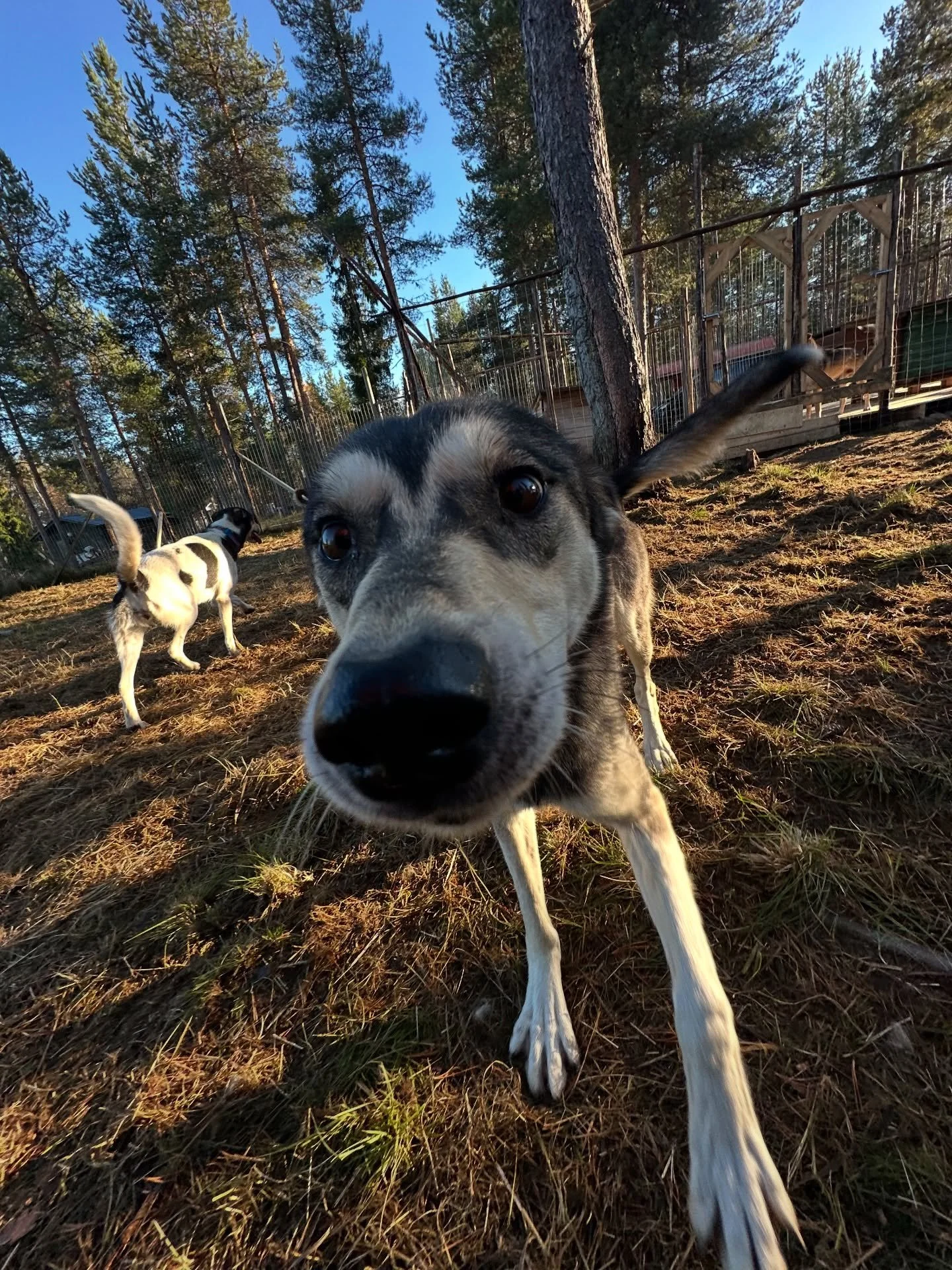 After so long not being in social media. I’m back with some funny pictures! During this time many things have happened!
New fences have been build, new friendships have been made and a lot of training for the season! #husky #alaskanhusky #finla