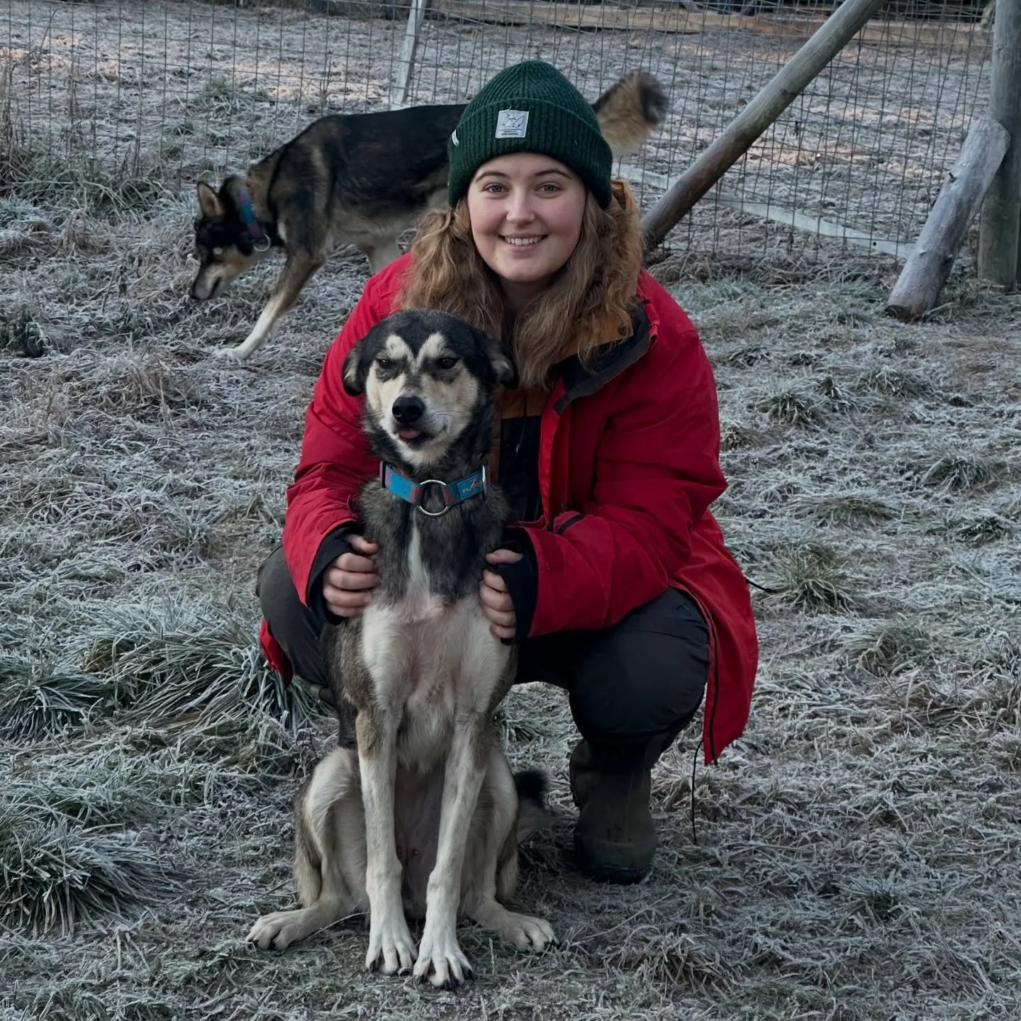 Two weeks ago frost came to the kennel and water bowls got frozen!❄️
We were reaching -5&deg;C easily and dogs were feeling so happy that the cold was coming back! But again the weather changed and now everything is melted for the third time🥲 Funny 