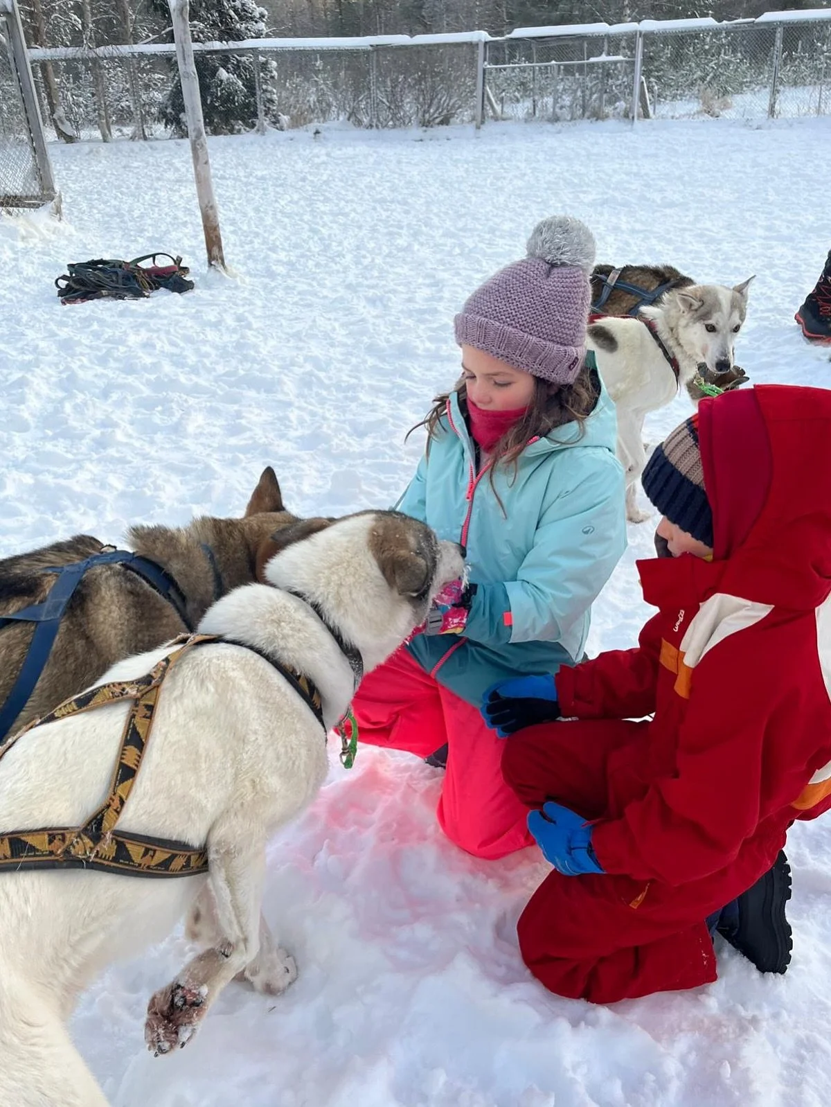 Sunday we had our first tour with &ldquo;Jaakko&rsquo;s Journey&rdquo; and these are the pictures of the lovely families that joined us! 🧡 Doggies were really happy and it was a surprising -20&deg;C day, perfect for dogs and trail!🥶 #husky #siberia