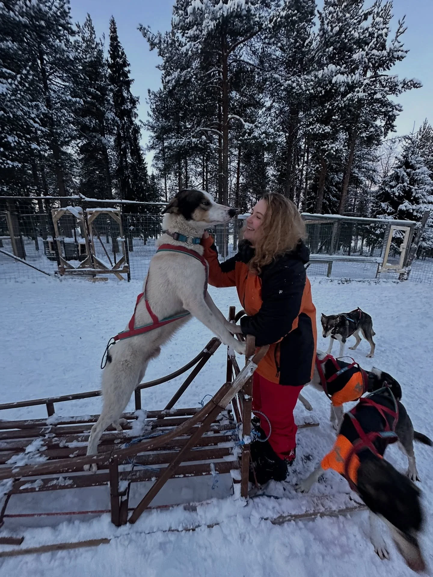Amigo wanted to be passenger for our first sledding training😂 but he wasn&rsquo;t wearing the proper clothes so he needed to pull the sled! Maybe we should do the same with guests&hellip; 🤔 #husky #alaskanhusky #finland #laplandfinland #levilapland