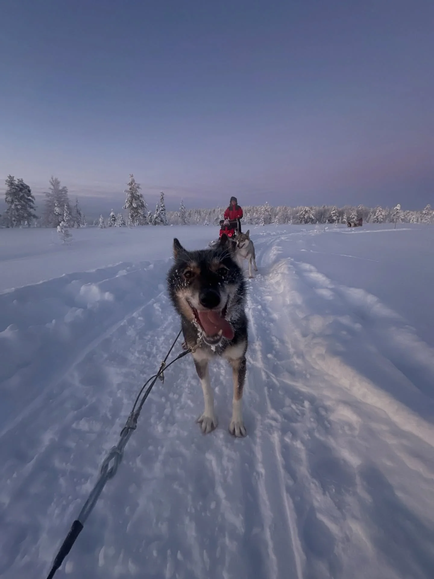 All Empyrean doggies wish you a Merry Christmas!!
Love from Victor &amp; Greta and of course: Darwin, Amigo, Cookie, Magic, Tartok, Ami, Kettu, Viva, Warrior, Dave, Luna, Champion, Mushu and Jaguar!🎉🥰🥳 #dog #dogsmile #dogsofinstagram #lapland #lev