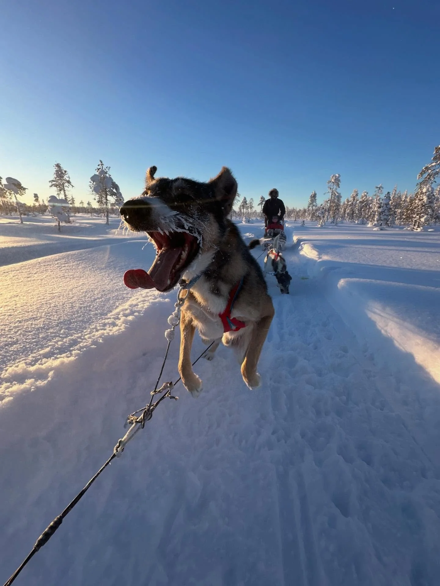 Jaguar was so excited to run he decided to flyyyyyy 🪽

#husky #sleddog #lapland #finland #winterwonderland