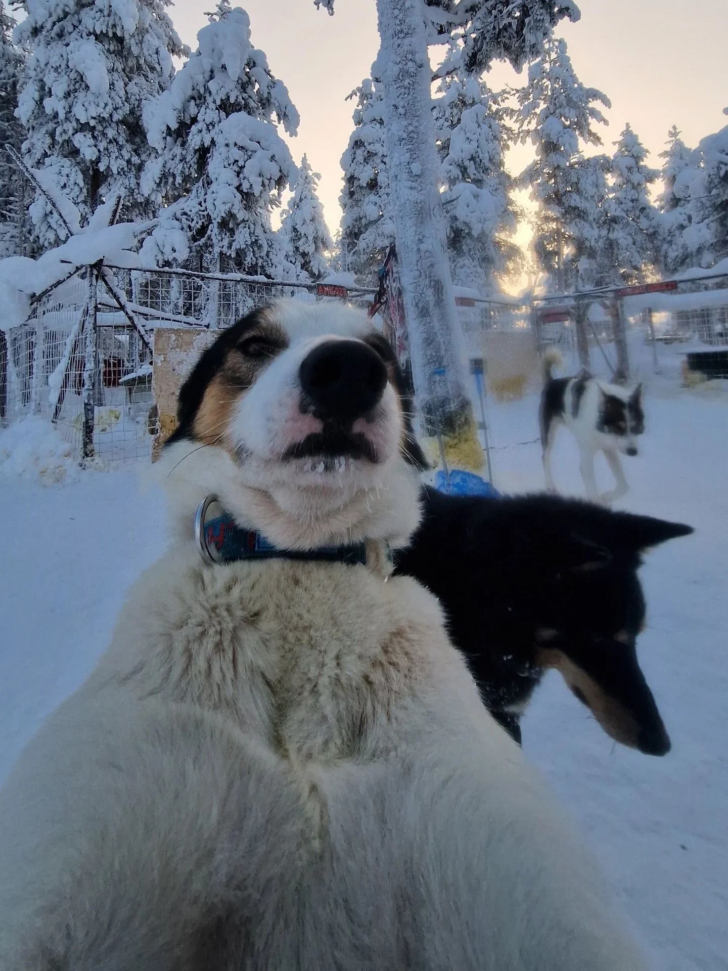 Amigo is wondering if you want to be his valentines 🤔#husky #alaskanhusky #levilapland #winterwonderland #dogsofinstagram