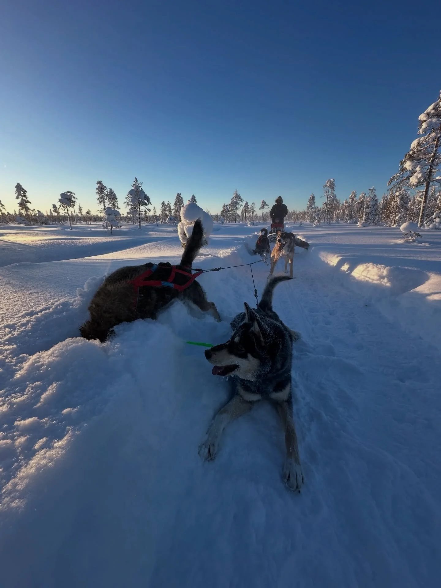 1 -2. Where&rsquo;s Ami? 
3. The high of loving to run 
4. Who knew piranhas can run?

 #funny #dogsofinstagram #winterwonderland #lapland #levilapland husky