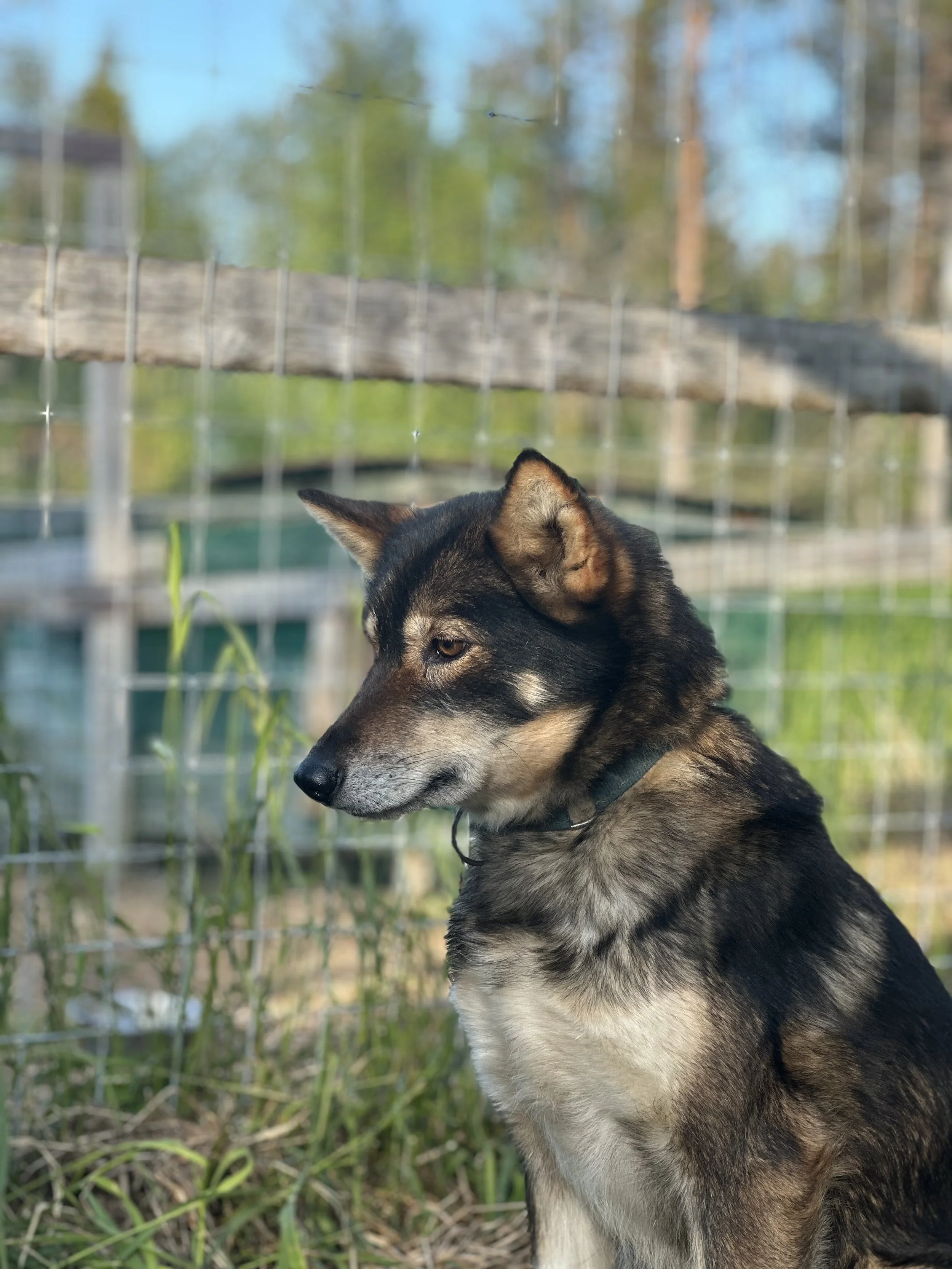 A black and tan Husky dog sitting outdoors near a wire fence with trees and blue sky in the background.