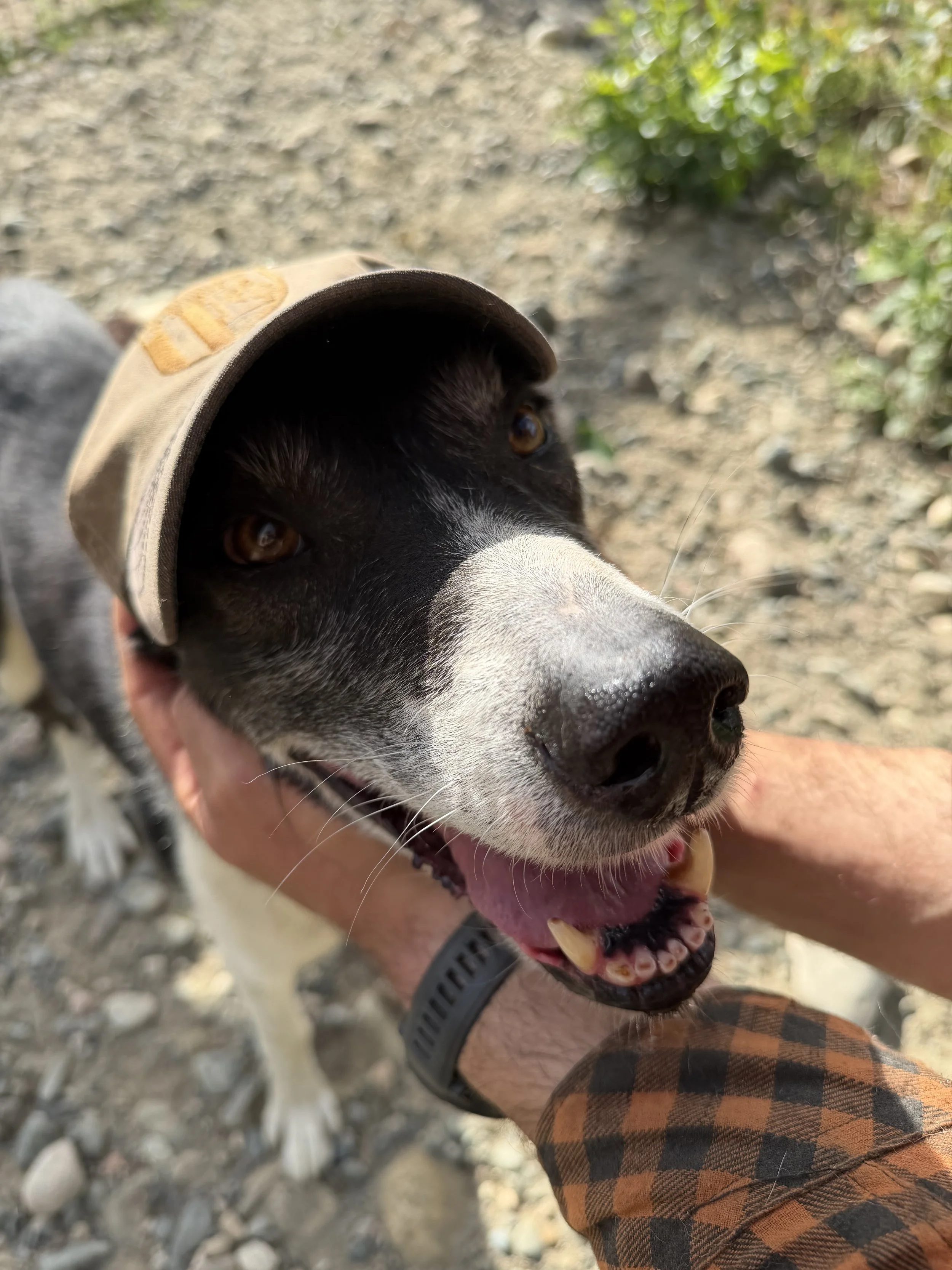 Close-up of a black and white dog with brown eyes, wearing a beige hat, being held by a person wearing plaid pants.