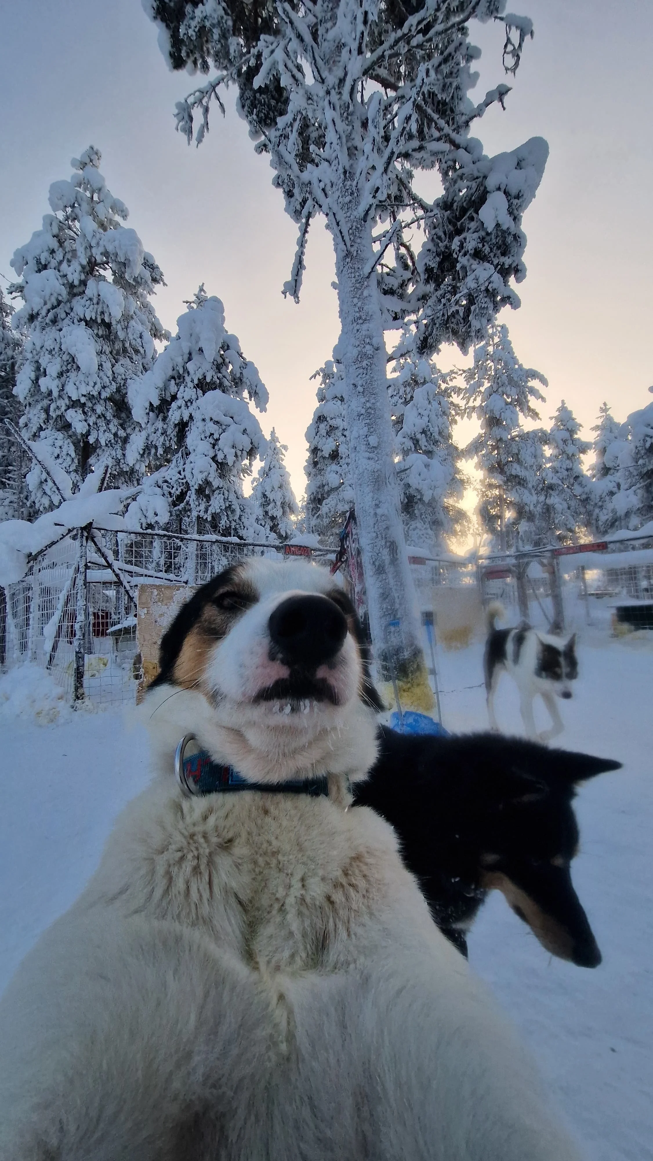 A group of sled dogs in a snowy, winter landscape with snow-covered trees and a fence. One dog is close to the camera, looking directly at the lens with a relaxed expression, while other dogs are seen in the background during sunset.