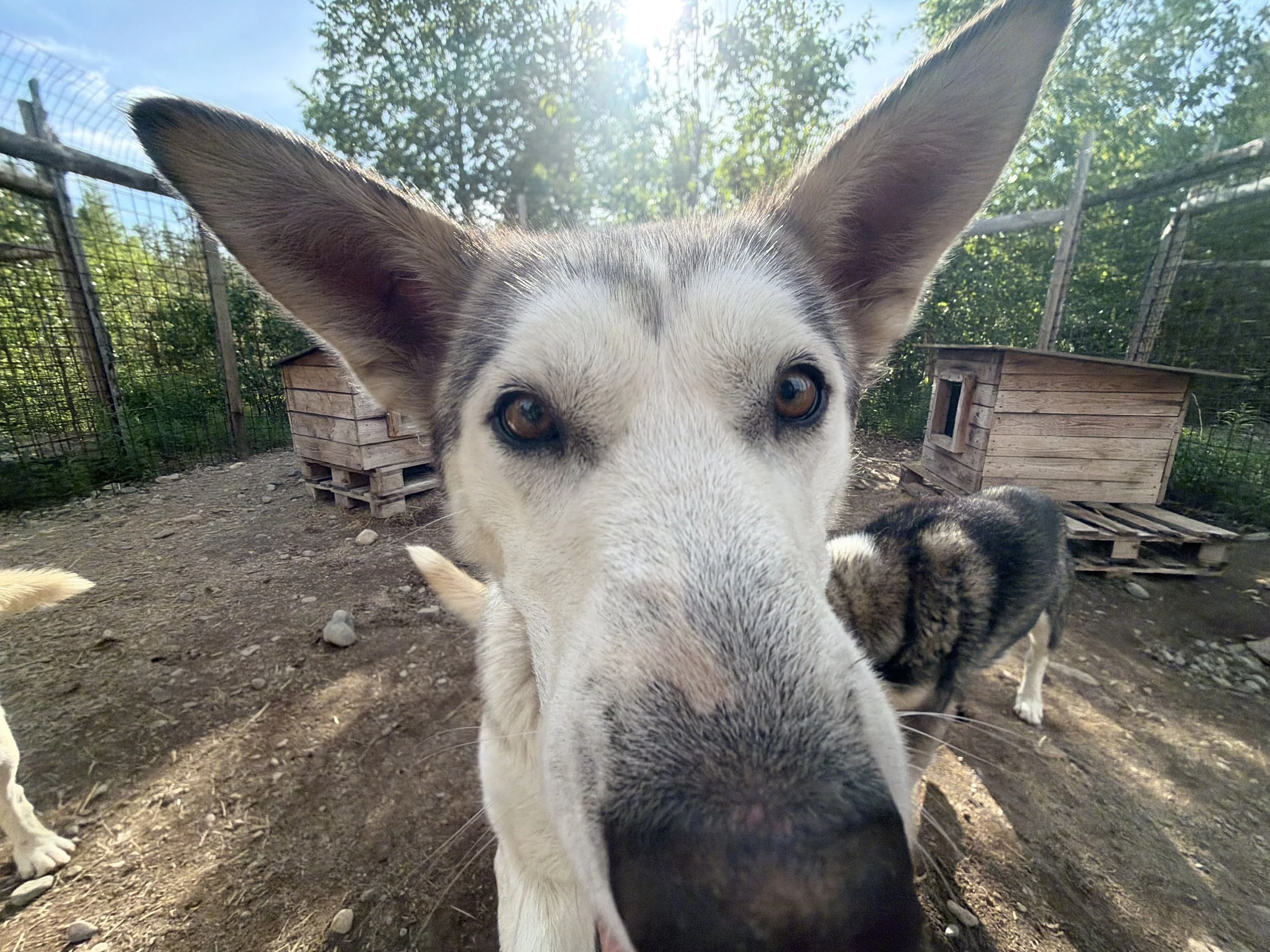 Close-up of a husky dog with large ears standing in an outdoor enclosure with trees and wooden dog houses, taken with a wide-angle lens.